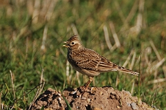 David Plant Photography - Wildlife Photography - Skylark - C